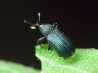 Magdalis (Magdalis) duplicata