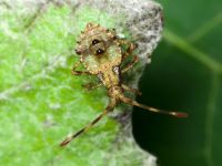 Coreidae