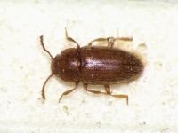 Cryptophilus integer