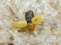 Cryptocephalus