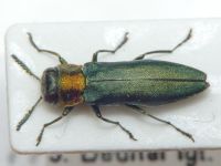 Agrilus auricollis auricollis