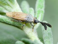 Copium teucrii