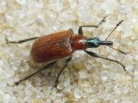 Lasiorhynchites (Stenorhynchites) coeruleocephalus
