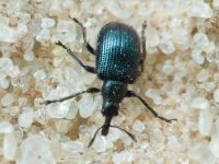 Neocoenorrhinus pauxillus