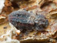 Endophloeus exculptus