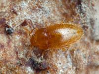 Mycetaea subterranea