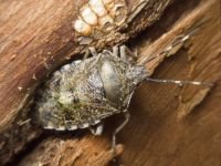 Rhaphigaster nebulosa