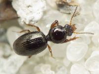 Dyschirius aenea
