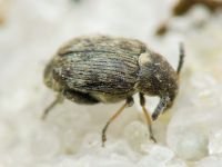 Bruchidius pusillus