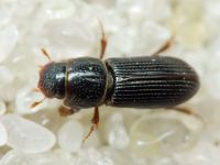 Pleurophorus caesus