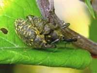 Larinus (Phyllonomeus) sturnus