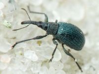Cyanapion columbinum