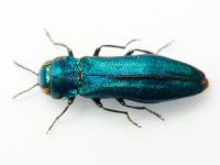 Agrilus delphinensis