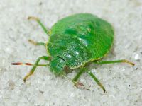 Pentatomidae