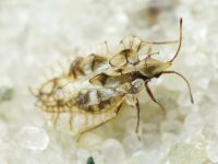 Galeatus sinuatus