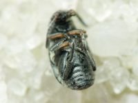 Bruchidius pusillus