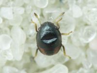 Pentatomidae