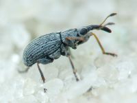 Squamapion elongatum