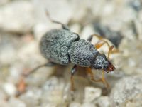 Bruchela rufipes
