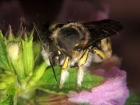 Anthidium punctatum