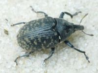 Larinus turbinatus