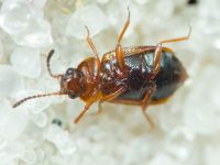 Anthobium atrocephalum