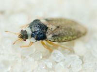 Parapiesma variabile