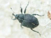 Ceutorhynchus puncticollis