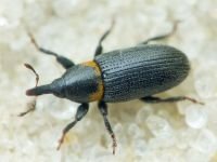 Mecinus collaris
