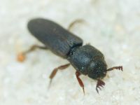 Melasis buprestoides