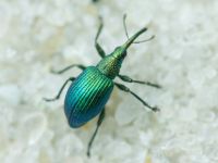 Pseudoprotapion ergenense