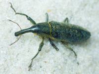 Lixus (Dilixellus) pulverulentus