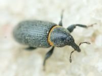 Mecinus collaris