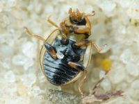 Tytthaspis sedecimpunctata