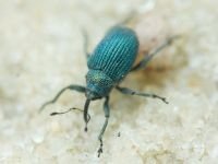 Curculionidae