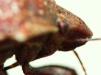 Psacasta (Psacasta) exanthematica