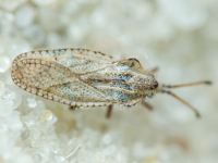 Lasiacantha gracilis
