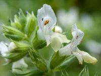 Stachys recta