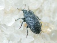 Gymnetron melanarium