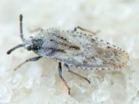 Tingis (Tingis) grisea