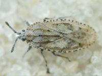 Tingis (Tingis) grisea