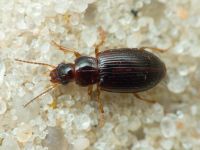 Carabidae