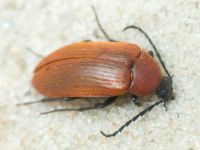 Pseudocistela ceramboides