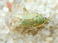 Plagiognathus chrysanthemi