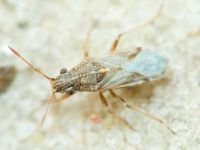 Nysius helveticus