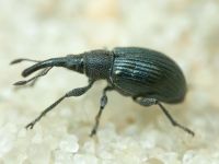 Apioninae