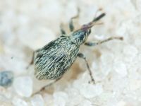 Trichopterapion holosericeum