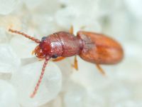 Cryptolestes duplicatus