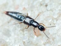 Staphylinidae