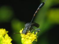 Gasteruption assectator